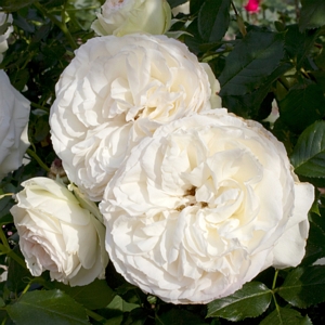 Rose Climbing Eden White Bare Root